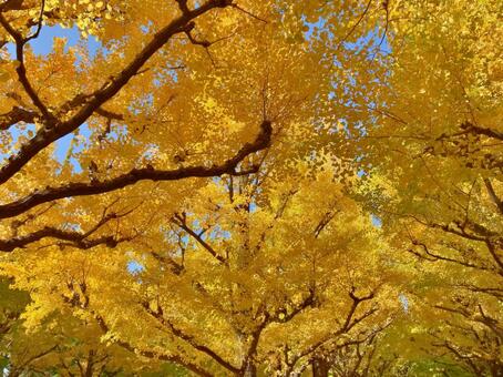 紅葉 紅葉,秋,イチョウの写真素材