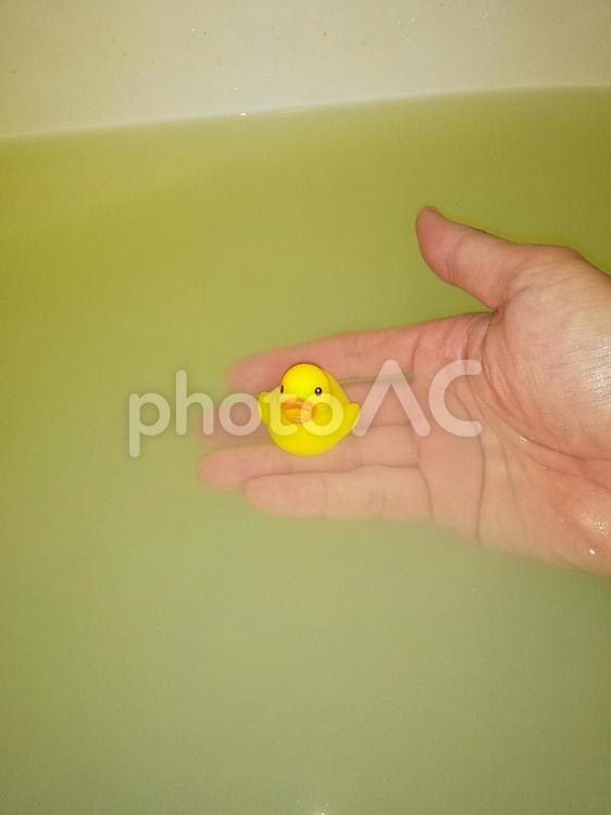 ヒヨコと湯船 ヒヨコ,ひよこ,風呂の写真素材