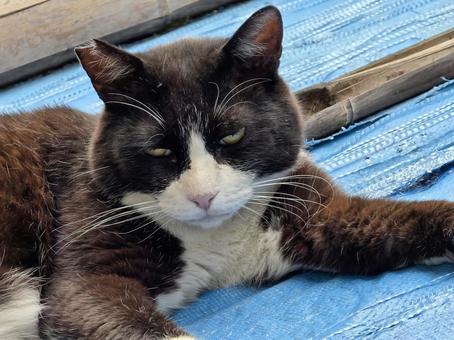 ブルーシートの上でまったりする地域猫 ブルーシートの上でまったりする地域猫 猫,ネコ,野良猫の写真素材