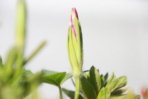アサガオの蕾 アサガオの蕾の写真