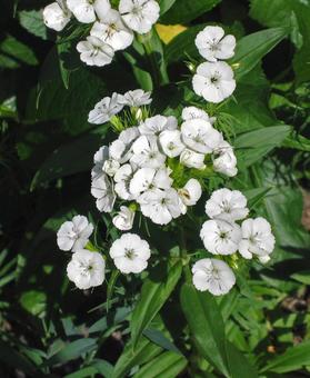 アメリカナデシコ アメリカナデシコ,亜米利加撫子,ヒゲナデシコの写真素材