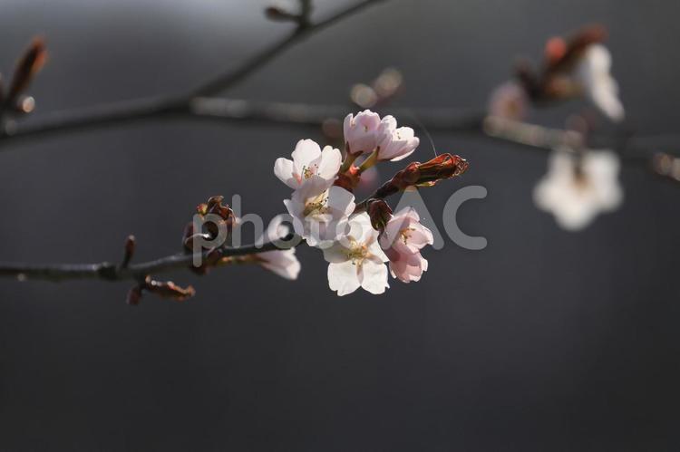 桜　さくら 桜,花,フラワーの写真素材