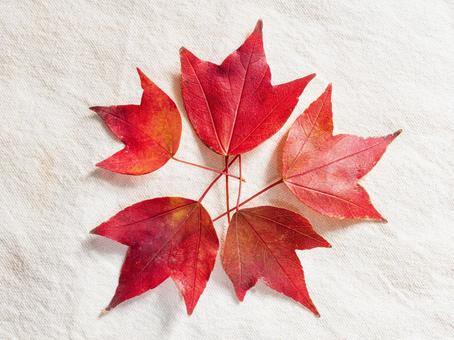 紅葉(トウカエデ) 紅葉(トウカエデ)の写真