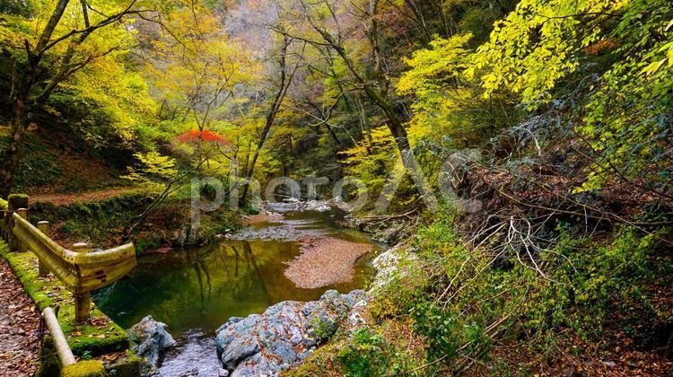 上帝釈峡の美しい紅葉 秋,紅葉,黄葉の写真素材