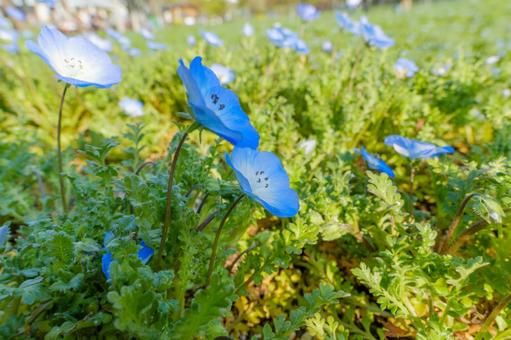 青空に映えるネモフィラの花畑 青空に映えるネモフィラの花畑の写真