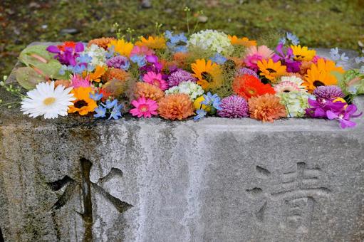 花手水 花手水,神社,手水舎の写真素材