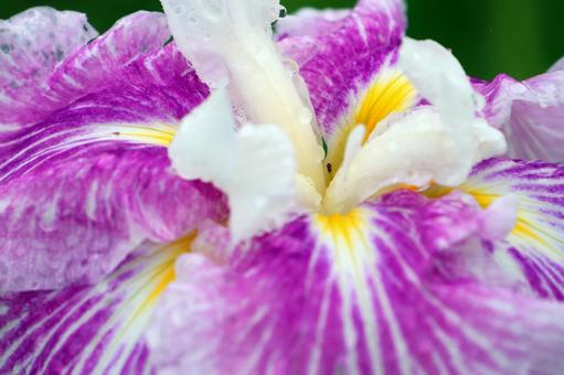 Iris Flower 25-22, JPG
