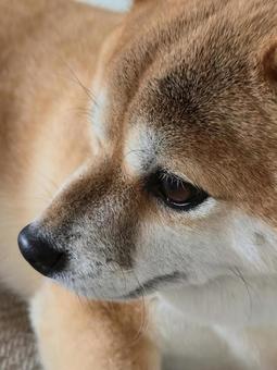 豆柴犬の横顔 柴犬,しばいぬ,横顔の写真素材