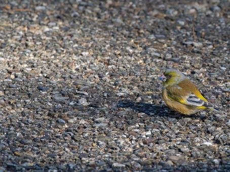 地面を歩くカワラヒワ・コピースペース カワラヒワ,野鳥,鳥の写真素材