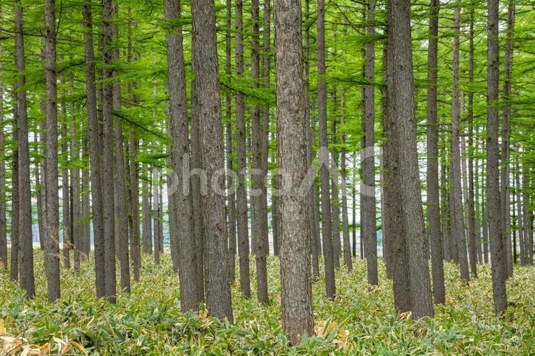 カラマツ林 景色,いなか,ナチュラルの写真素材