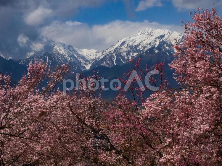 満開の桜と残雪の北アルプス　白馬村 満開,桜,残雪の写真素材