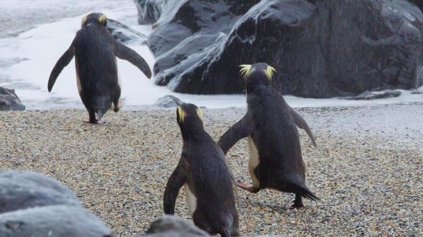 海に帰るフィヨルドランドペンギン 海に帰るフィヨルドランドペンギンの写真