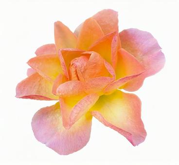 バラ04_オレンジ（切りぬき） バラ,薔薇,ピンクの写真素材