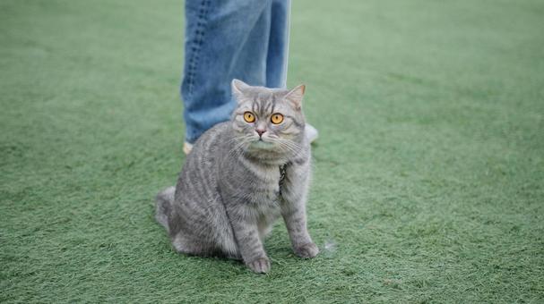Photo, british short hair, cat, foot, 