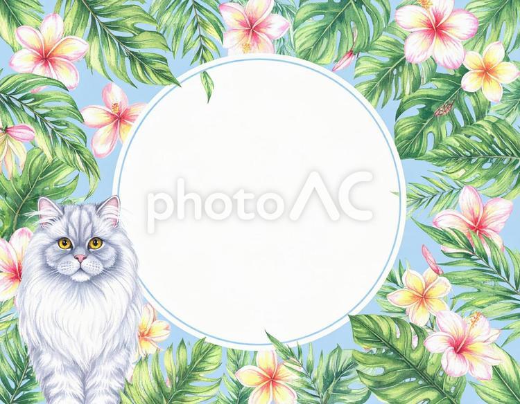 ペルシャ猫と南国風の花のフレーム 猫,花,メッセージカードの写真素材