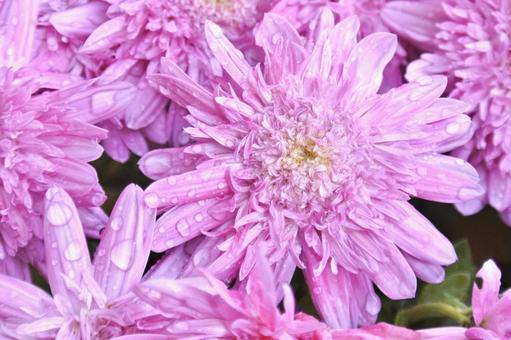 紫色の菊⑤ 菊,紫,花の写真素材