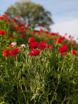Poppies in Showa Memorial Park, JPG Poppies in Showa Memorial Park, JPG