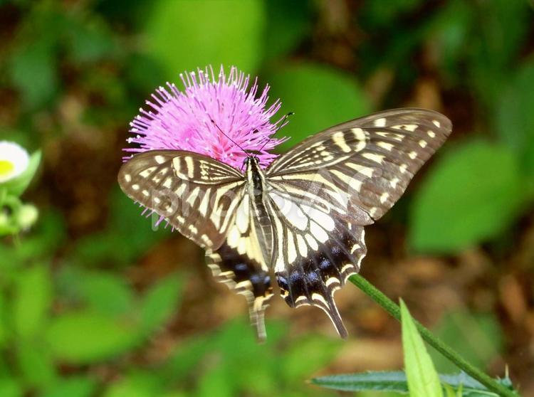 【昆虫写真】アザミの花にアゲハ蝶 自然,生き物,生物の写真素材
