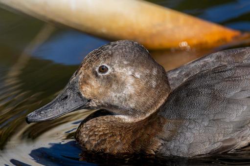 水辺のホシハジロ 水辺のホシハジロ ホシハジロ,鴨,野鳥の写真素材