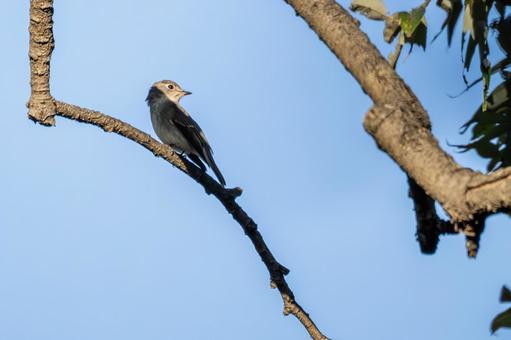 コサメビタキ⒅ コサメビタキ⒅ 鳥,コサメビタキ,野鳥の写真素材