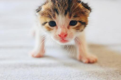 生まれたての子猫のアップ 生まれたての子猫のアップ 子猫,ねこ,かわいいの写真素材