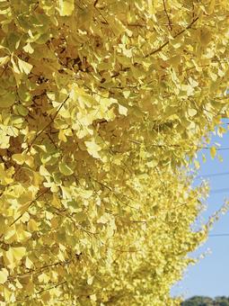 爽やかな銀杏の黄葉 風景,景色,自然界の写真素材