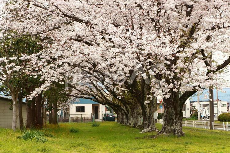 桜の木 桜,桜の木,春の写真素材