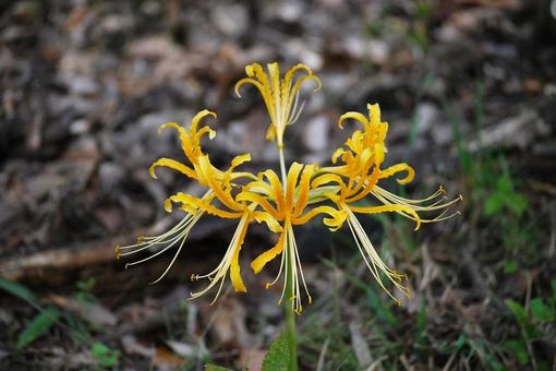 [Flower photo] Scenery of blooming red spider lilies, JPG