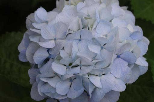 アジサイ アジサイ,装飾花,薄水色の写真素材