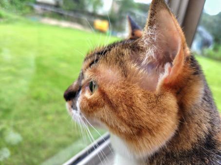 凛々しい横顔 凛々しい横顔 もふもふ,cat,かわいいの写真素材