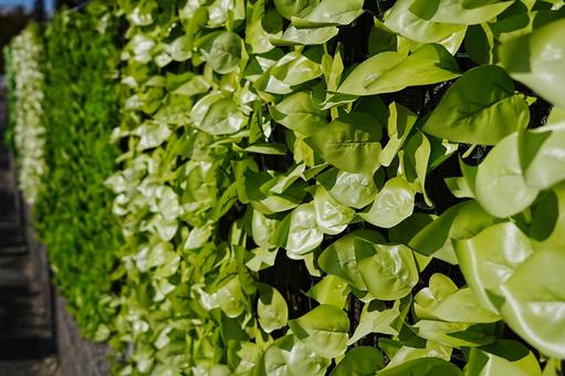 緑の壁 つる,ツル,木の写真素材