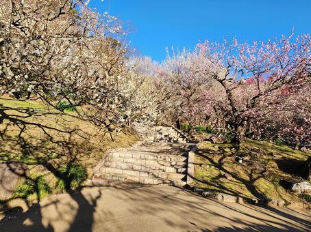 熱海梅園 熱海梅園,熱海,梅園の写真素材