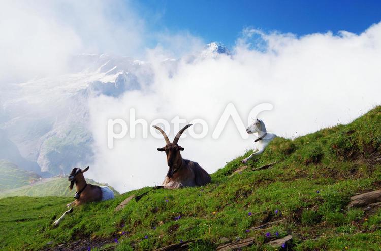 スイス　のどかな風景　ヤギの放牧 スイス,絶景,風景の写真素材