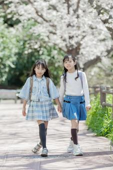 通学する小学生　桜並木 桜,小学生,児童の写真素材