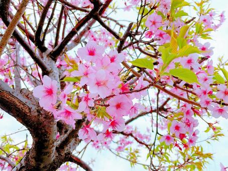 桜の花と葉 サクラ,花,風景の写真素材