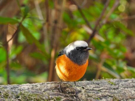 すぐ目の前にとまるジョウビタキ5 ジョウビタキ,鳥,小鳥の写真素材
