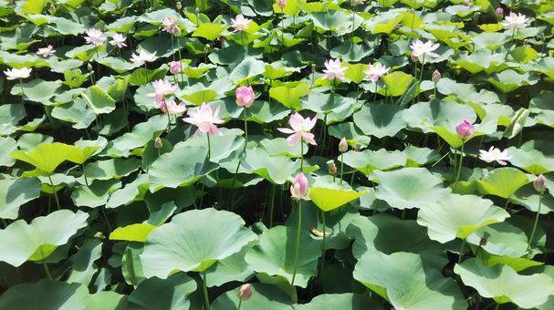 蓮の花 蓮の花の写真