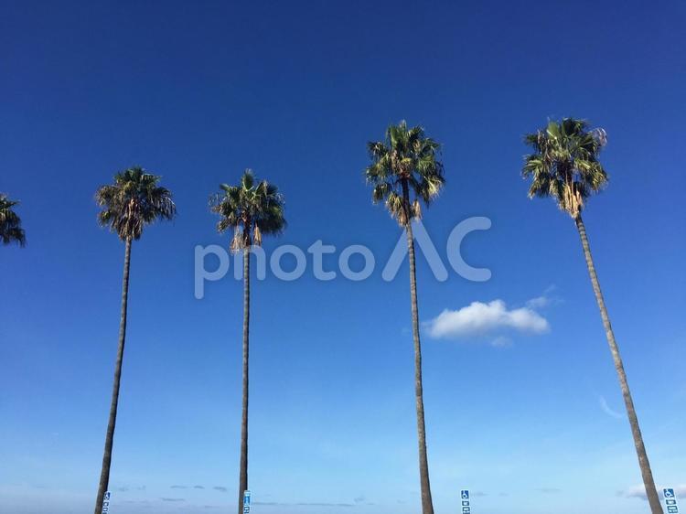 ヤシの木 ヤシの木,ヤシ科,夏の写真素材