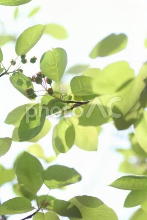 木漏れ日 白,透明感,透け感の写真素材