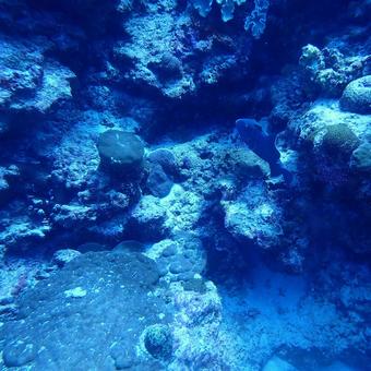 イソモンガラ(正方形サイズ) イソモンガラ,魚,サンゴ礁の写真素材