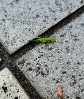 Short-horned grasshopper, JPG