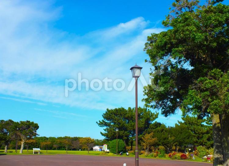 秋の空と大きい木 木,自然,空の写真素材