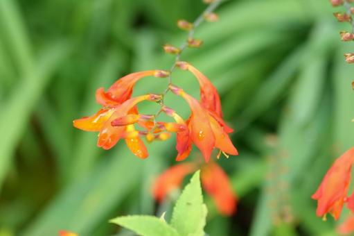 Photo, crocosmia, flower, full bloom, 