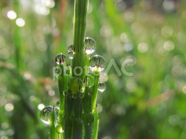 水滴とスギナと朝日Water drops 水滴,すいてき,waterの写真素材
