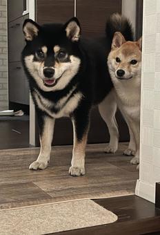 お出迎え お出迎え 犬,柴犬,黒柴の写真素材