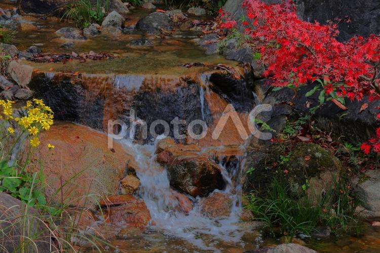 １１月中旬の香川県用水記念公園の紅葉 背景,紅葉,きれいの写真素材