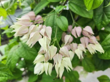 ゲンペイカズラの花 ゲンペイカズラの花の写真