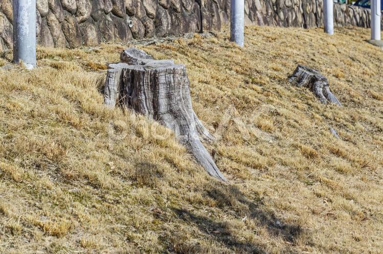 朽ちた切り株２ 切り株,株,切断面の写真素材