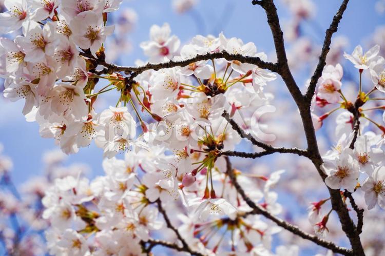 満開の桜と青い空 桜,満開,咲くの写真素材