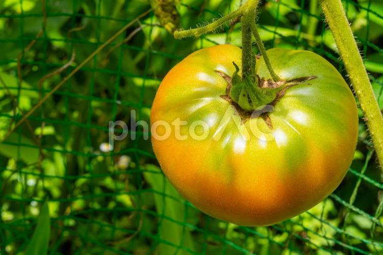 熟れる前のトマト トマト,夏の野菜,夏の写真素材